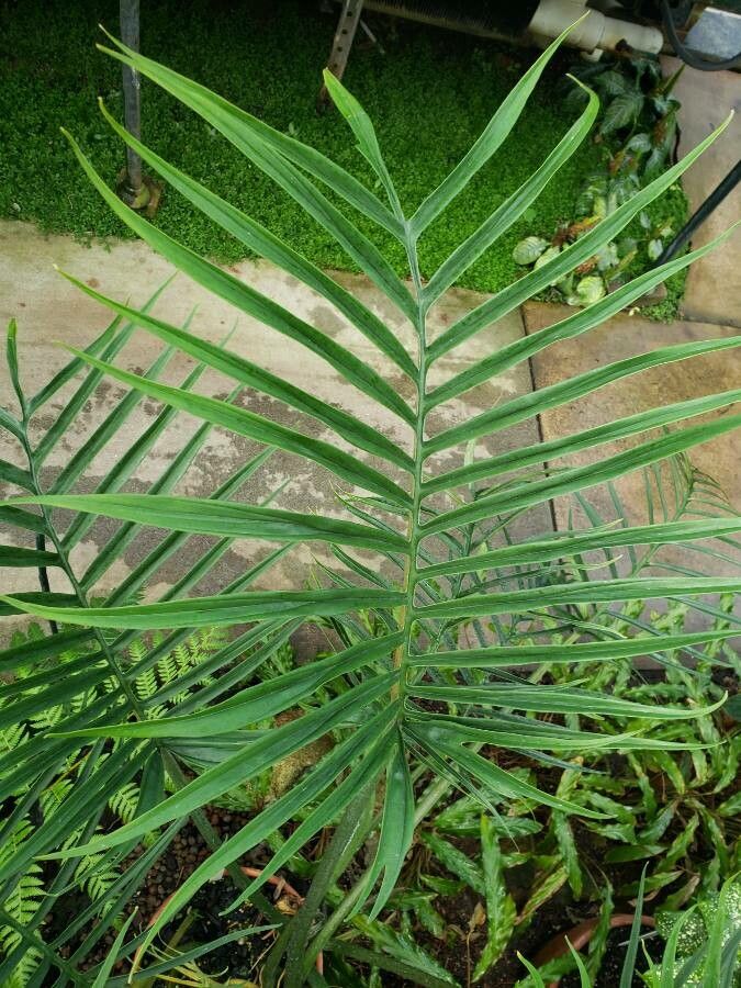 Philodendron angustisectum