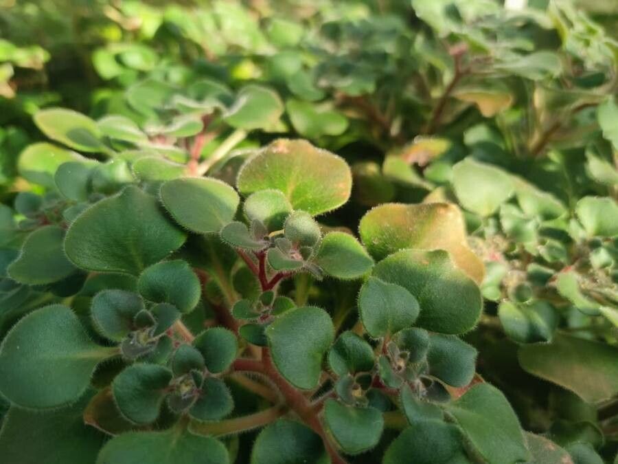 Aichryson laxum — hardiness zone 12 houseplant