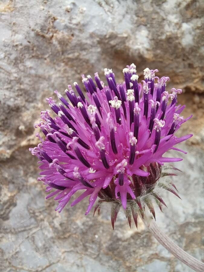 Jurinea consanguinea flower