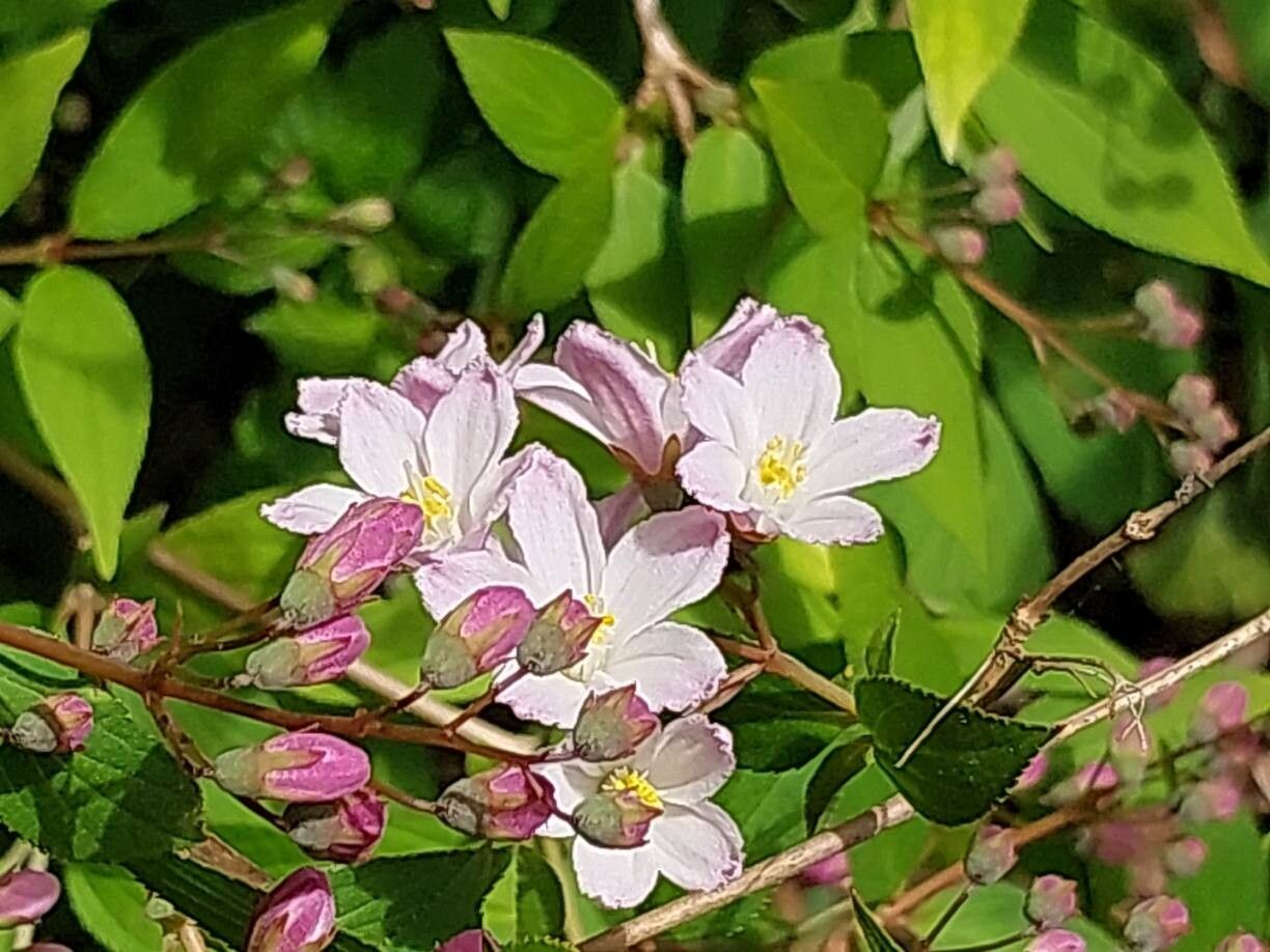 Deutzia monbeigii flower