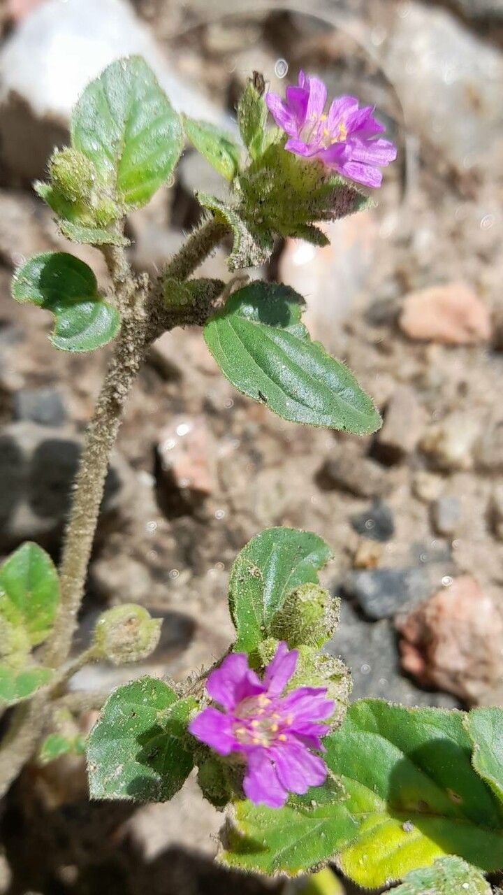 Allionia incarnata flower
