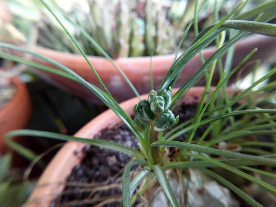 Albuca humilis leaf