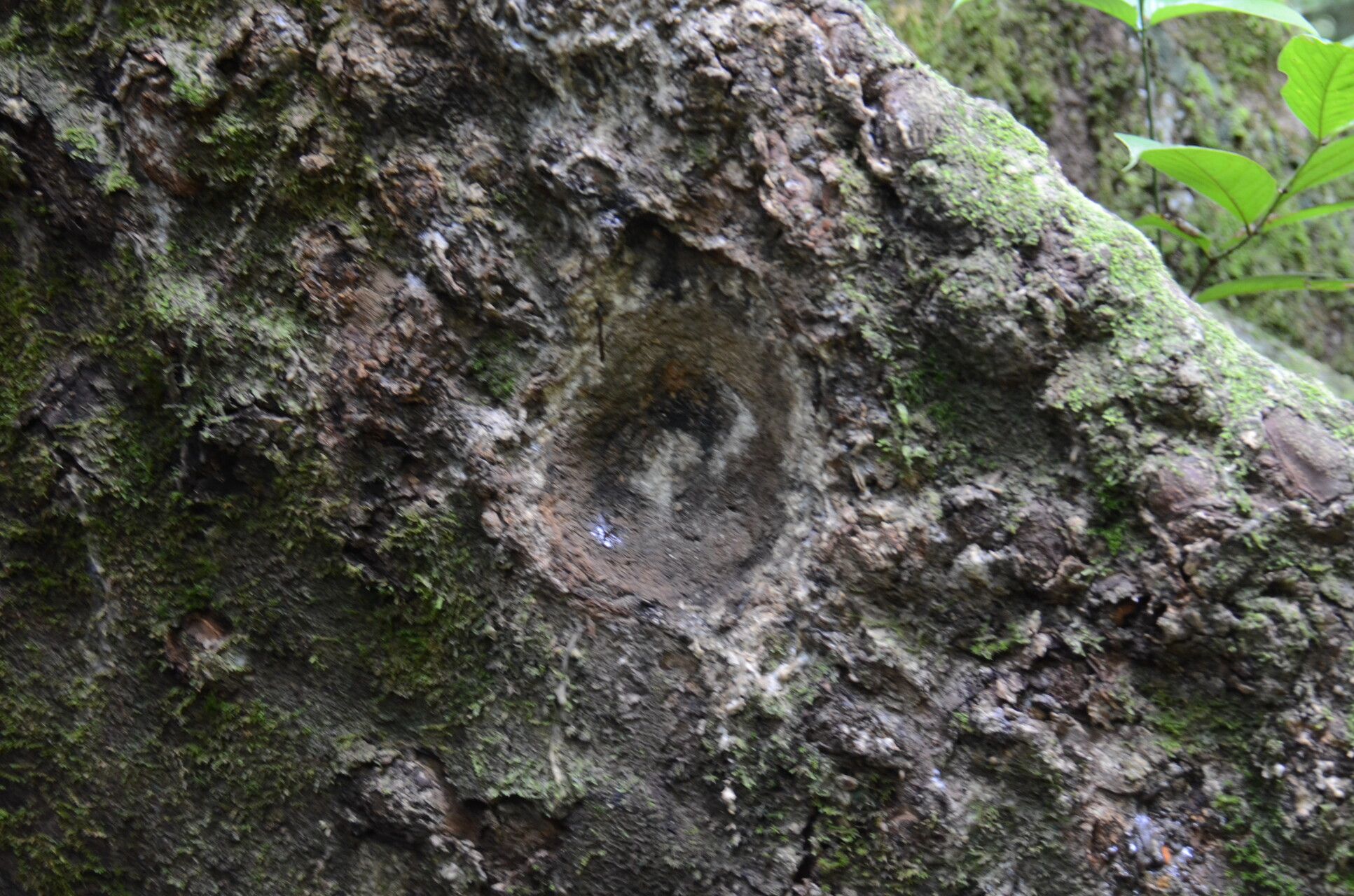 Canarium decumanum — search result for 'Canarium'