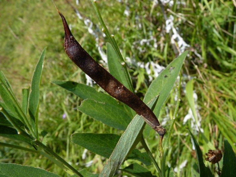 Lathyrus vivantii fruit