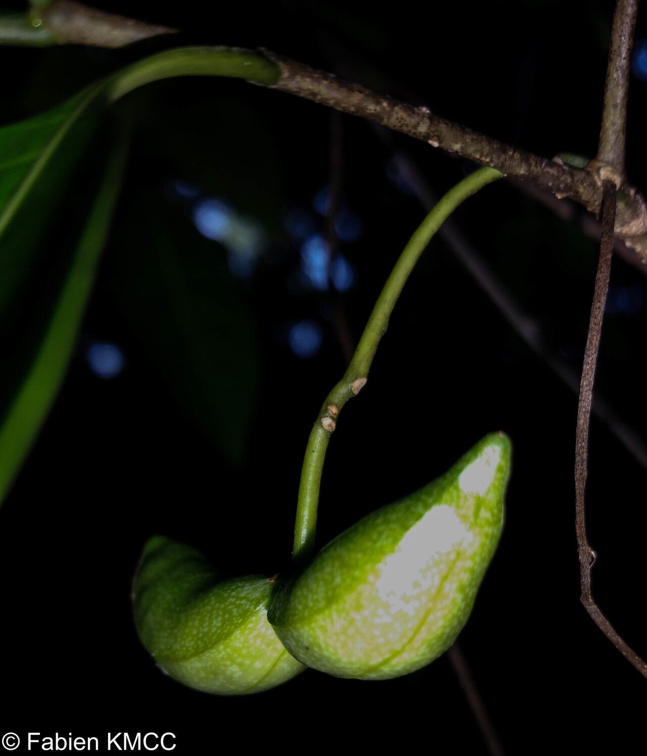 Tabernaemontana calcarea fruit