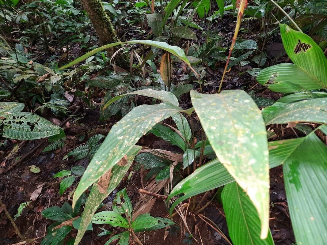 Pleiostachya leiostachya leaf