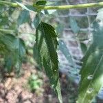 Eupatorium serotinum