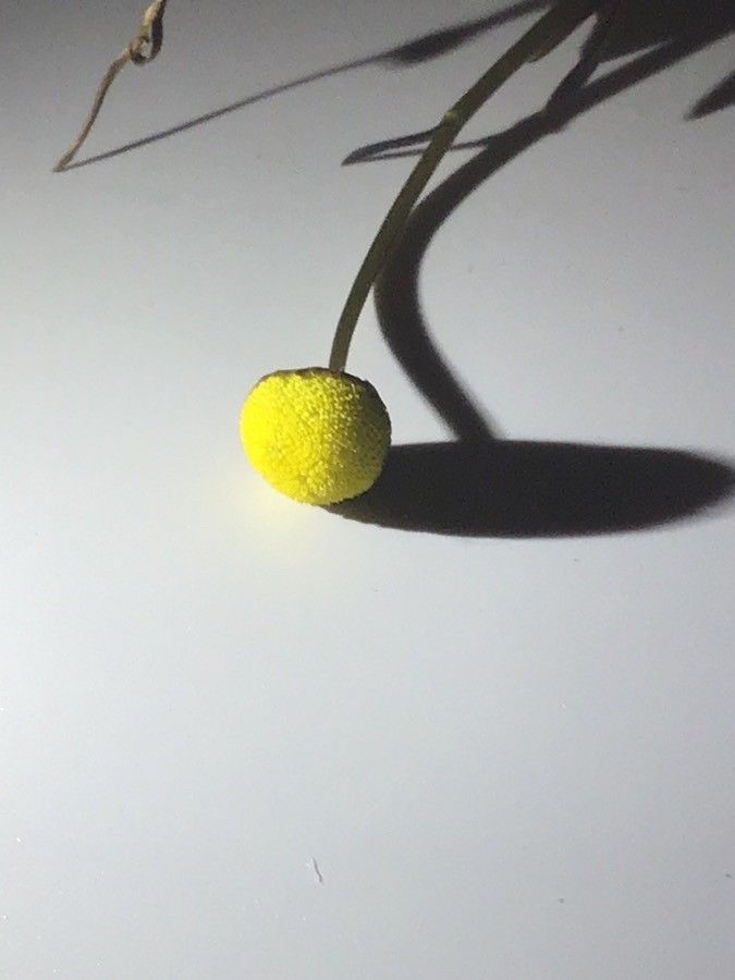 Cotula coronopifolia flower