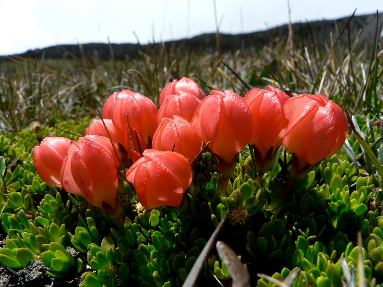 Gentianella rupicola flower