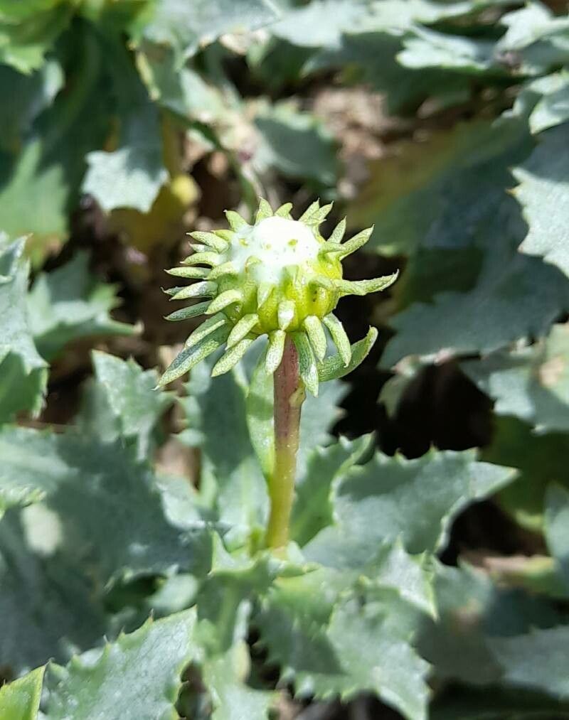 Grindelia covasii other