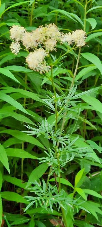 Thalictrum simplex leaf