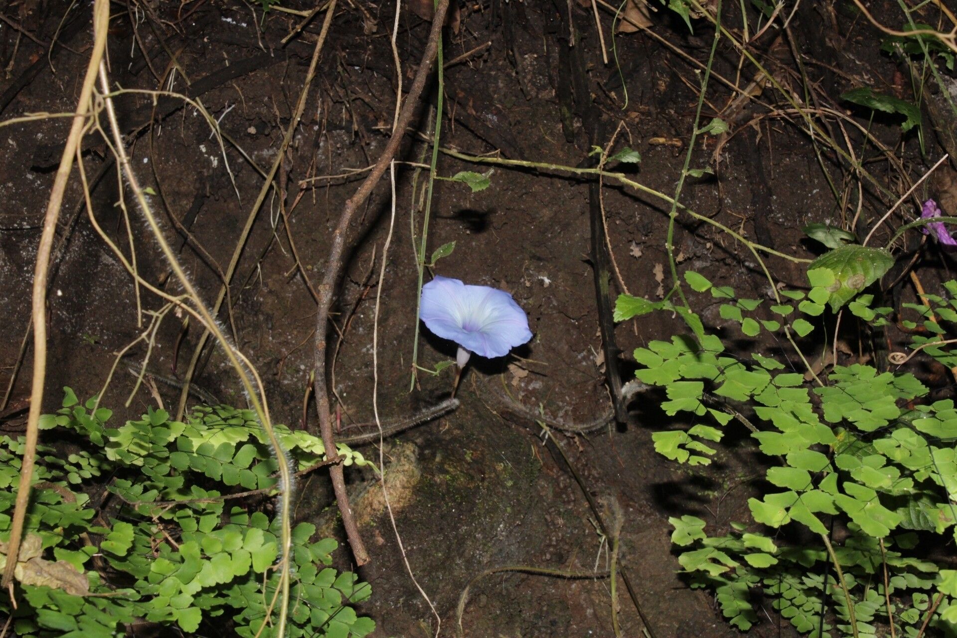 Ipomoea regnellii — houseplant care guide