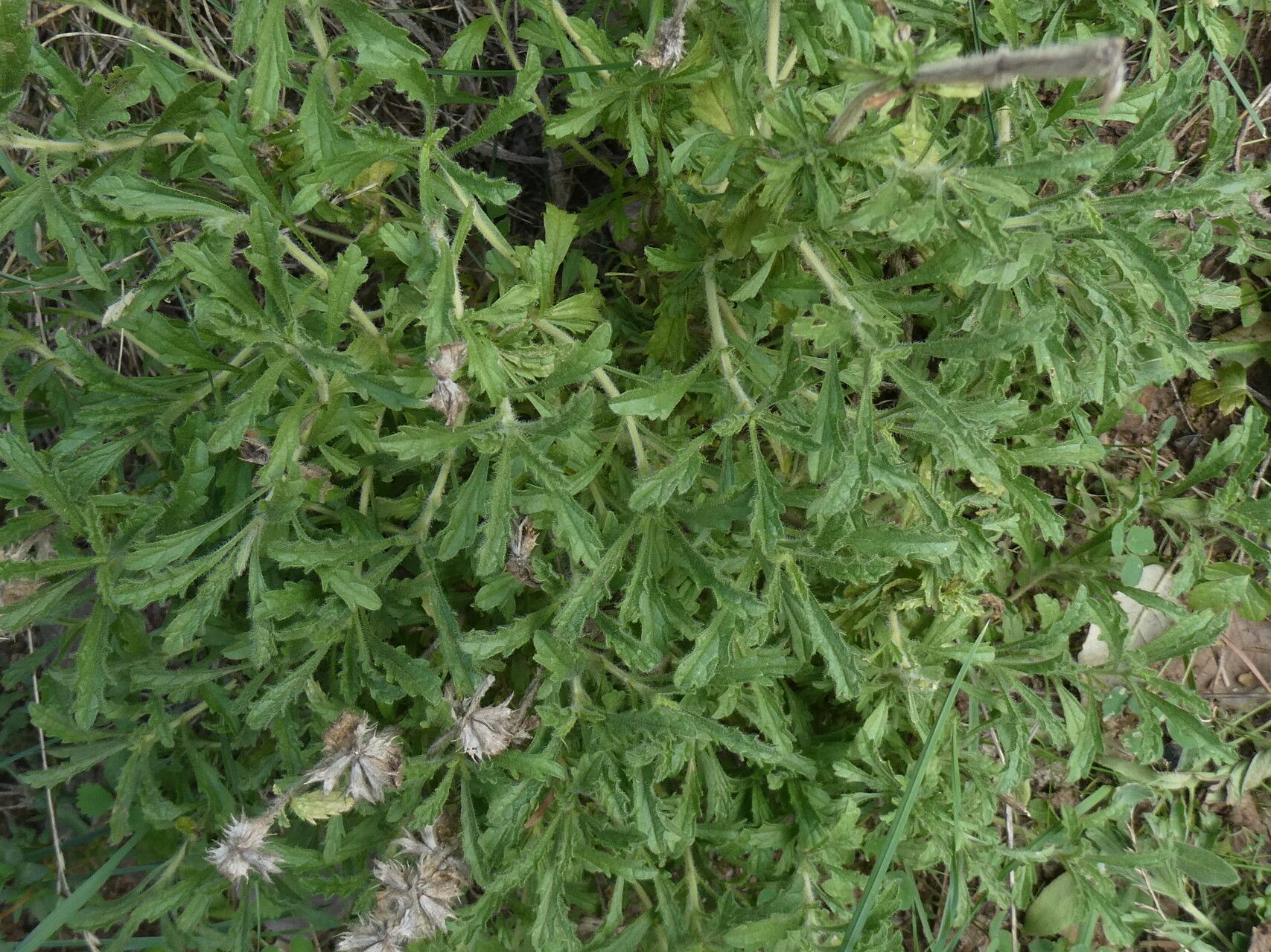 Sideritis fruticulosa leaf