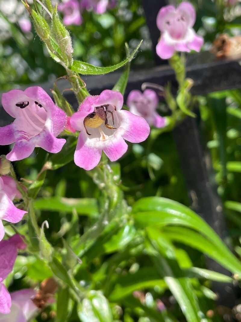 Penstemon tenuis flower