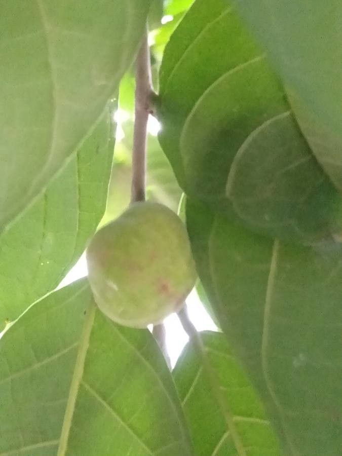 Artocarpus nitidus fruit