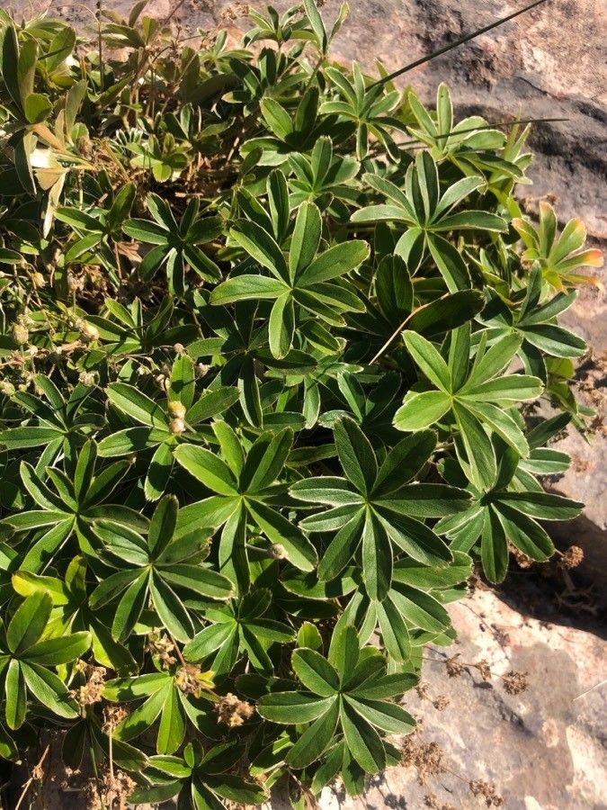 Alchemilla alpigena leaf