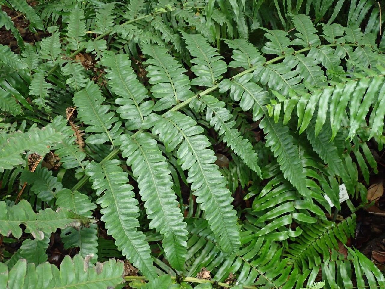 Diplazium proliferum habit