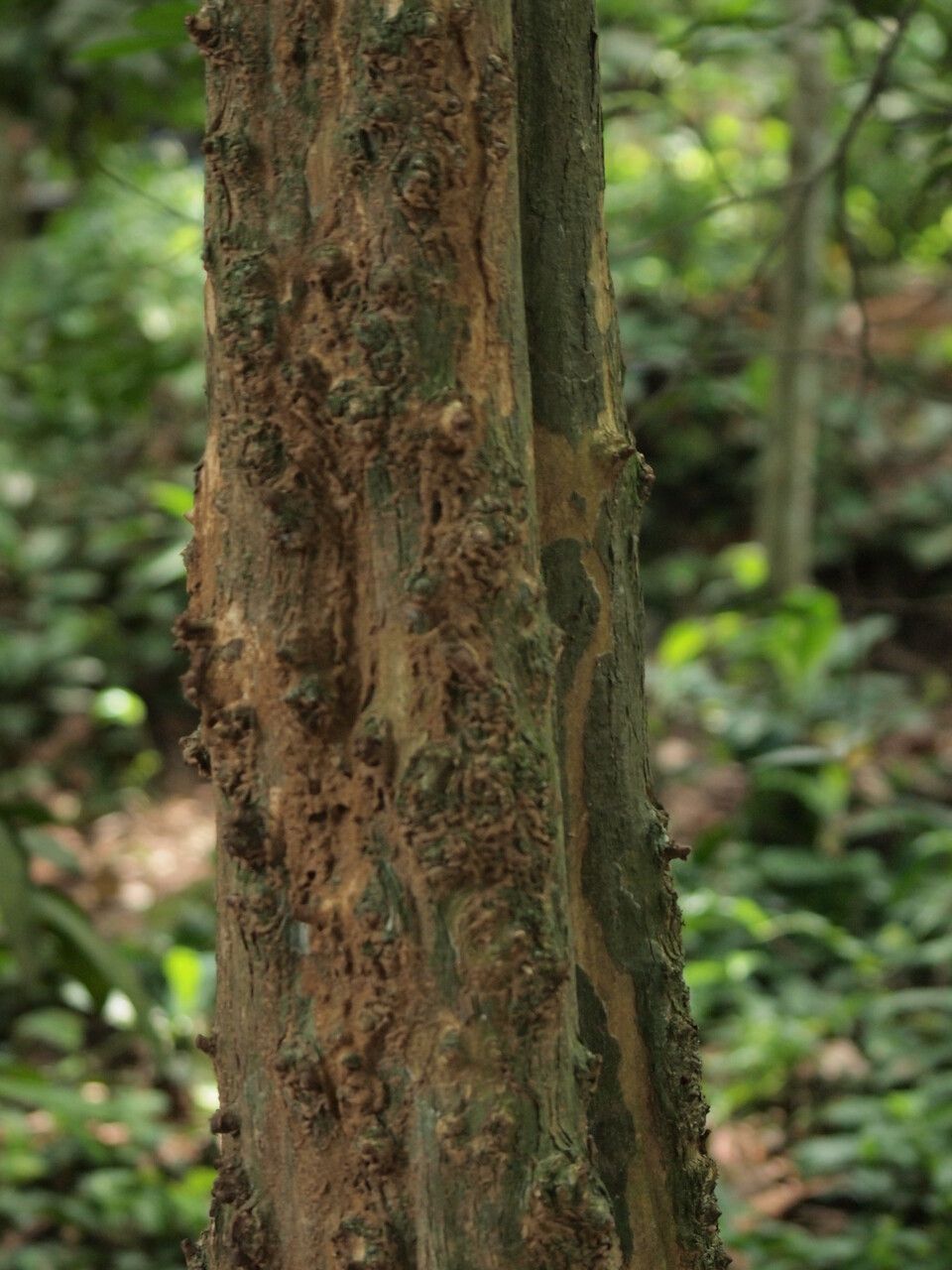 Vitex ferruginea bark