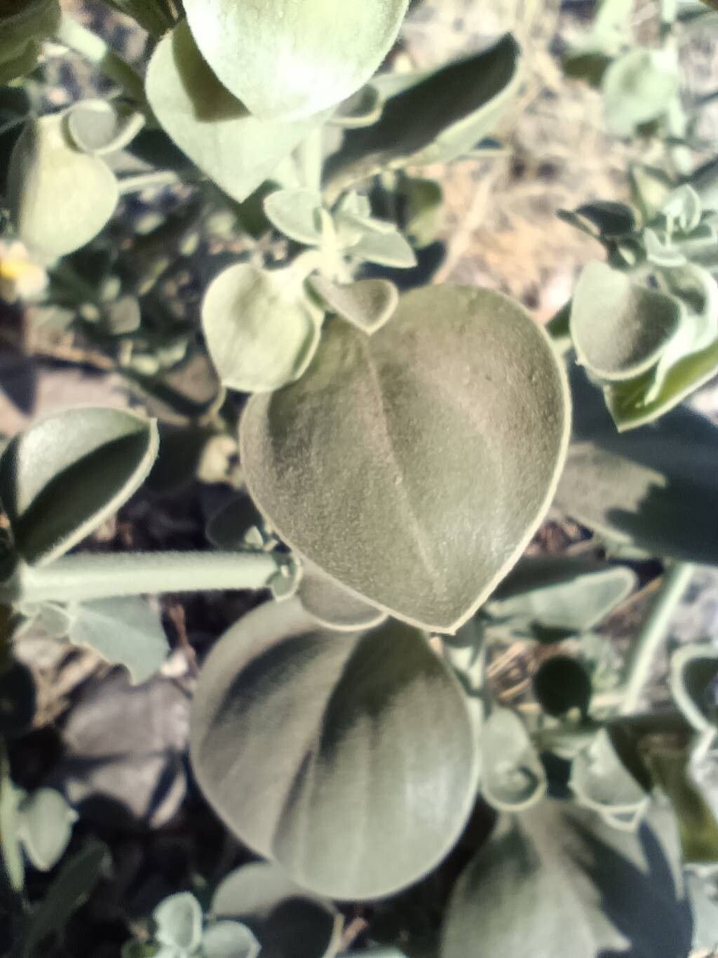 Polygala tinctoria — houseplant care guide