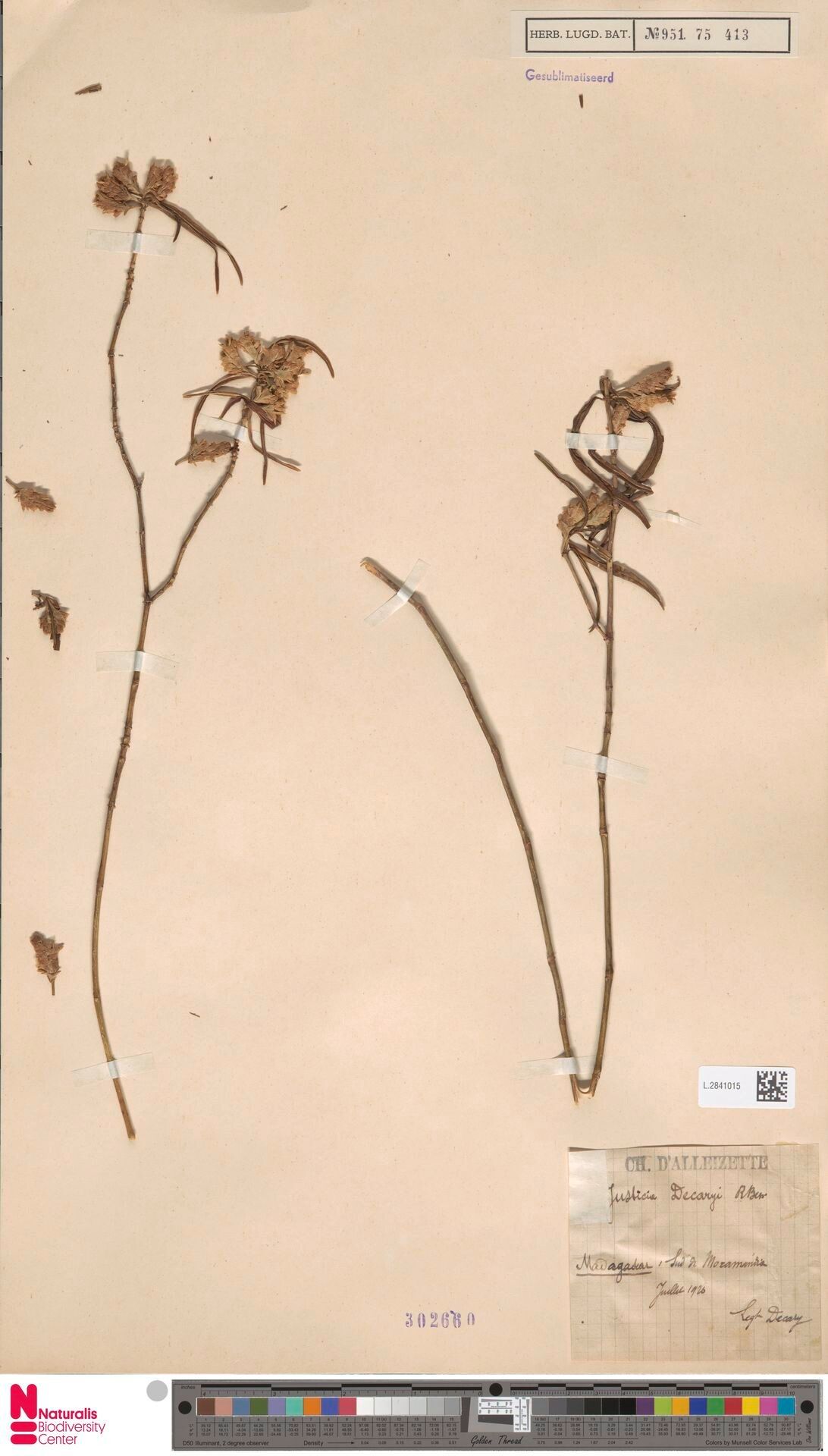 Justicia decaryi — houseplant care guide