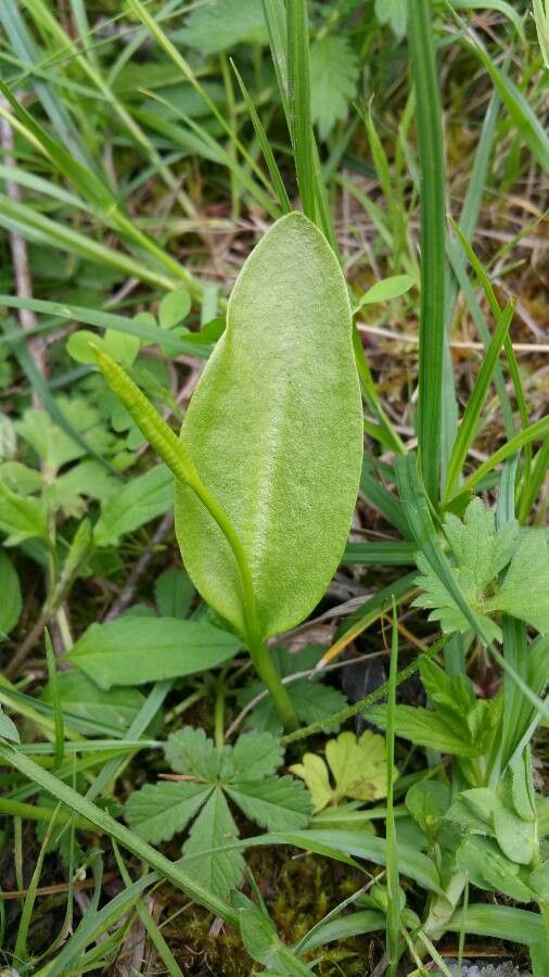 Ophioglossum vulgatum fruit