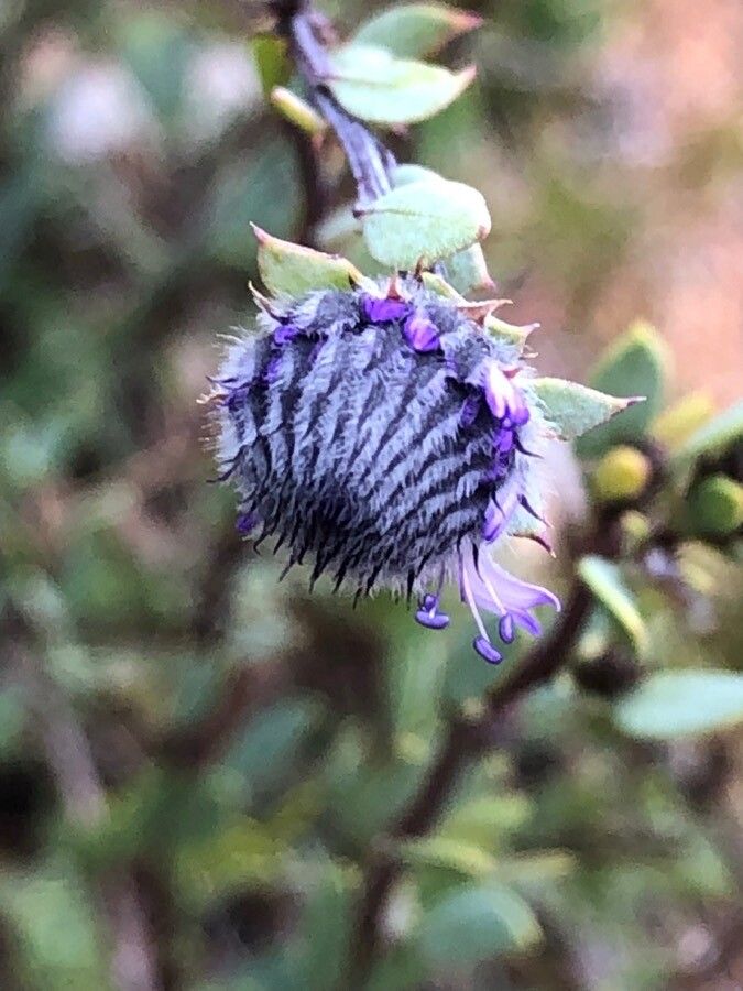 Globularia alypum flower