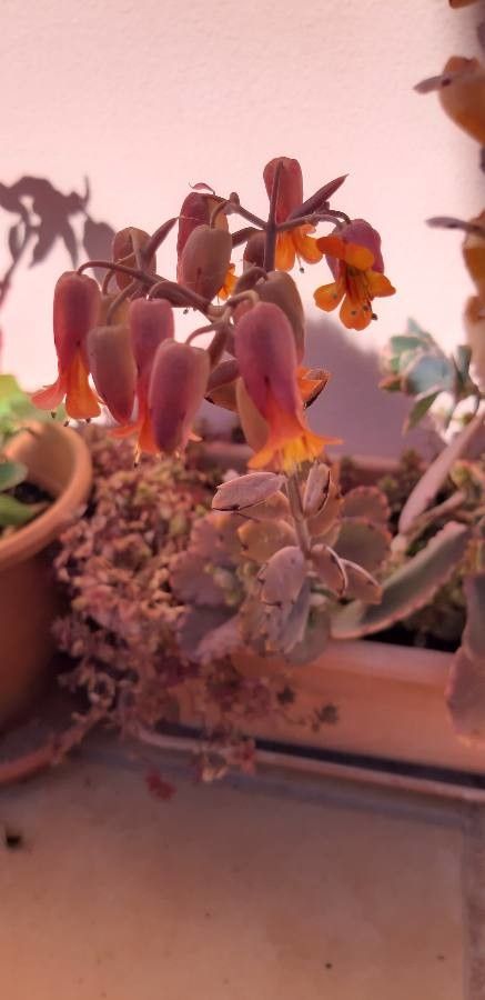 Bryophyllum fedtschenkoi flower