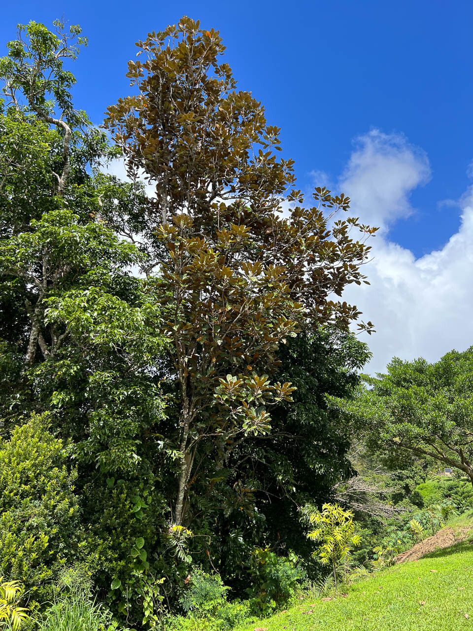 Kermadecia sinuata habit