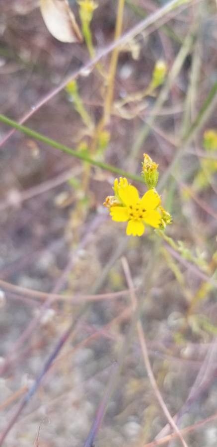 Hemizonia fasciculata — houseplant care guide