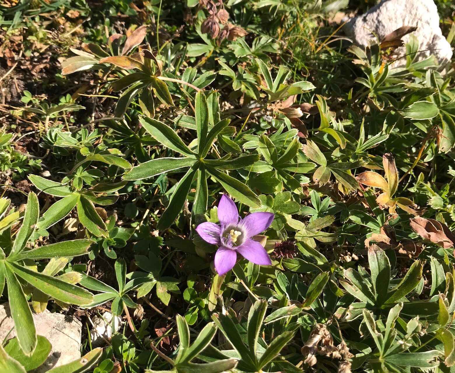 Gentianella austriaca flower