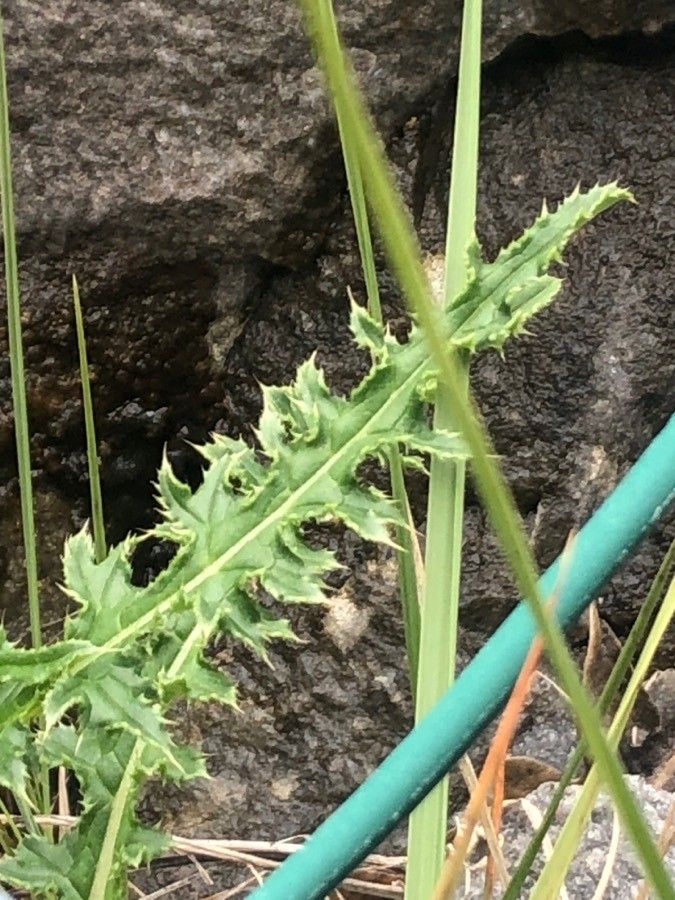 Carduus defloratus leaf