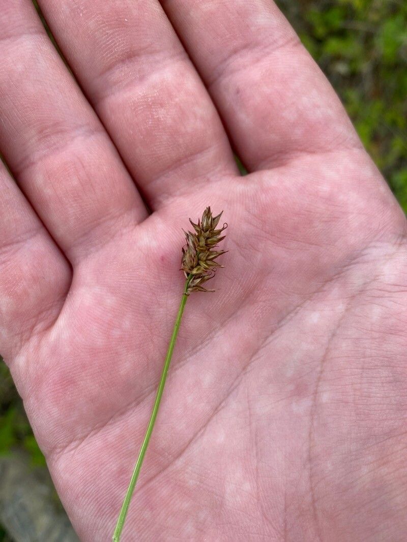 Carex dioica flower