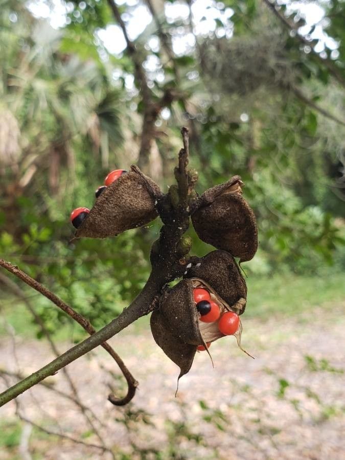 Erythrina lysistemon fruit