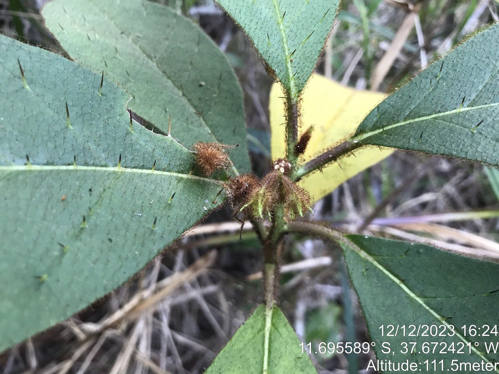 Solanum polytrichum fruit