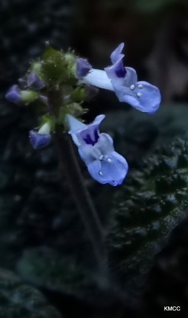 Plectranthus humbertii — search result for 'Plectranthus'