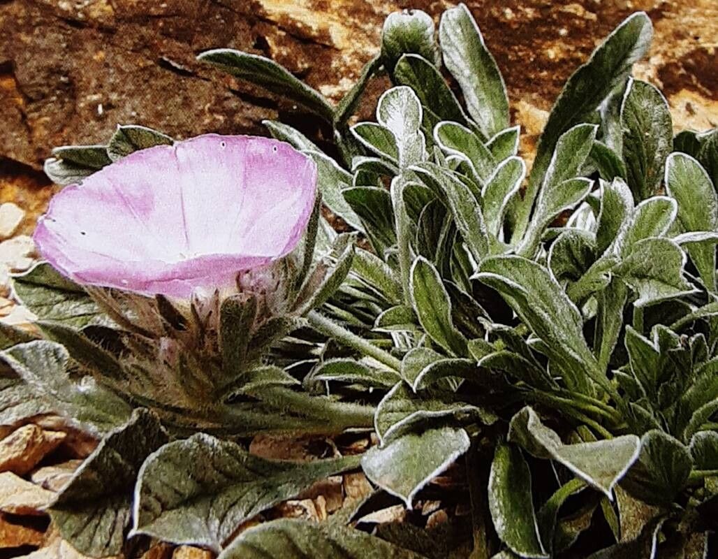 Convolvulus suendermannii — search result for 'Convolvulus'