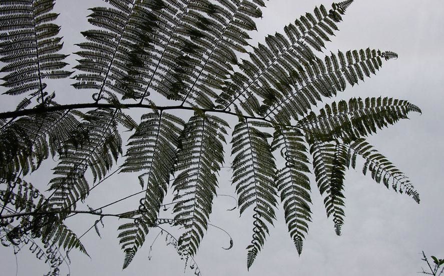 Alsophila cuspidata — search result for 'Belize'