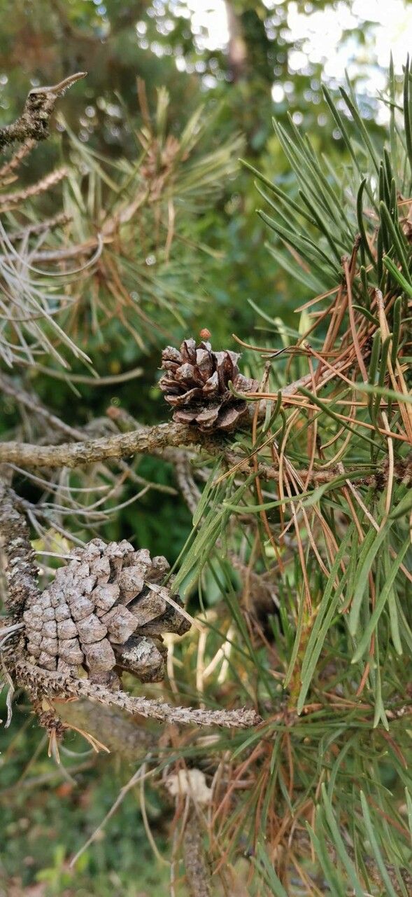Pinus contorta fruit