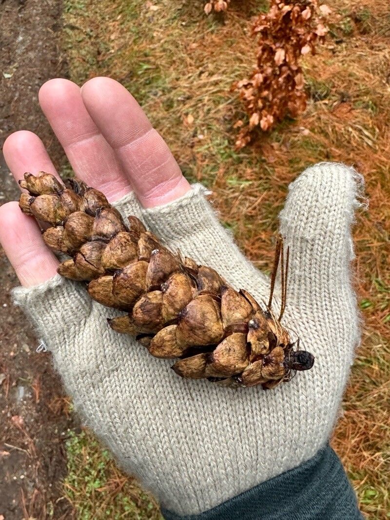 Pinus monticola fruit