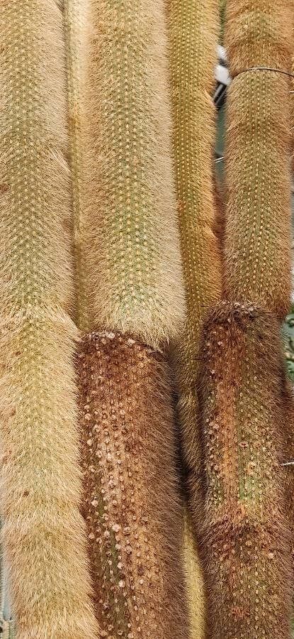 Cleistocactus straussii bark