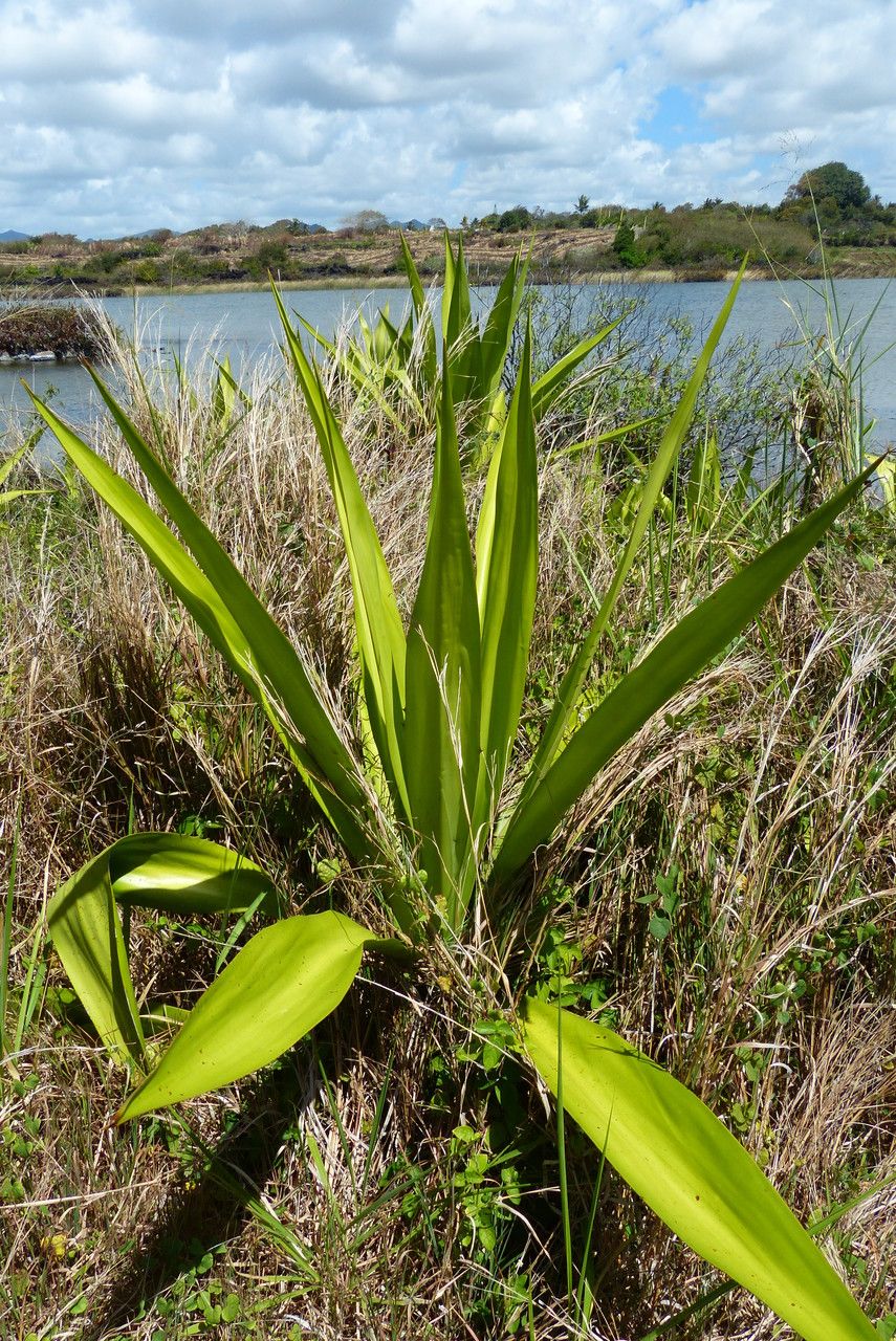 Furcraea foetida