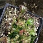 Cephalotus follicularis