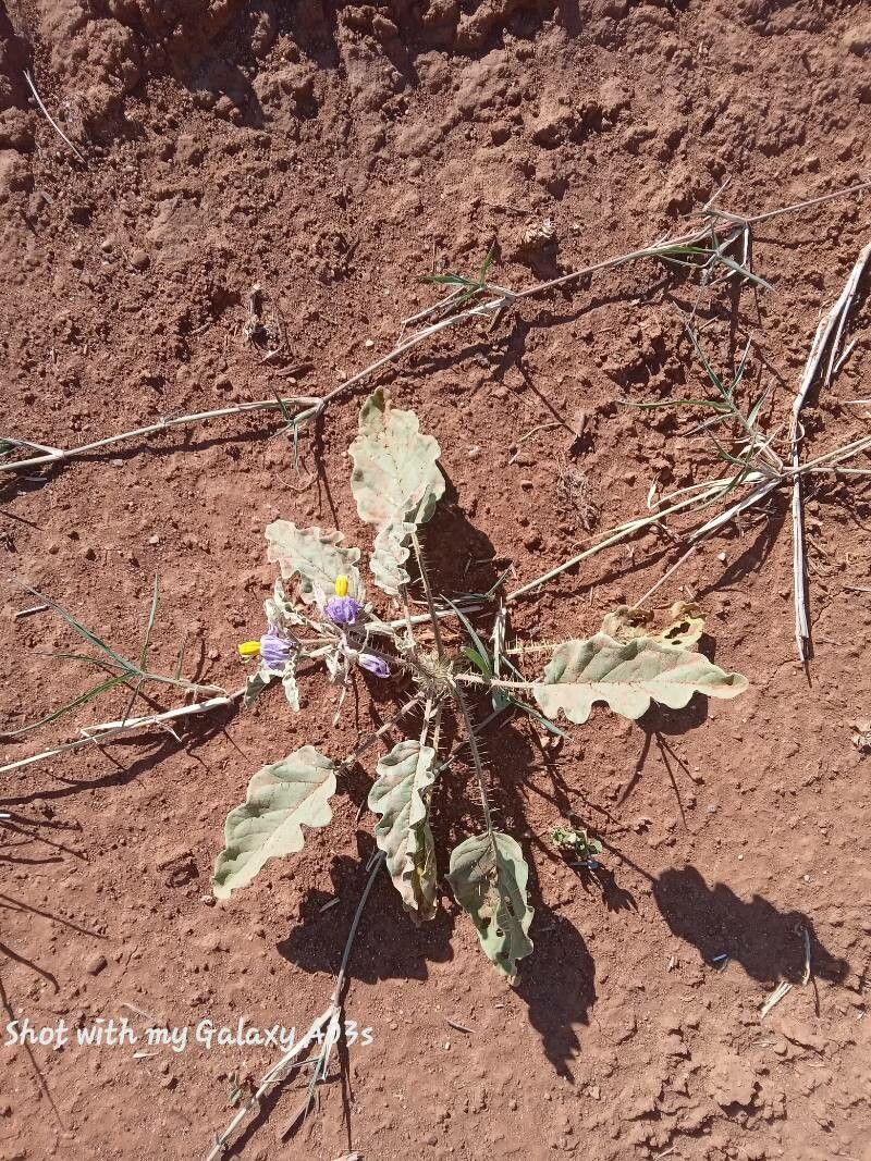 Solanum coagulans flower