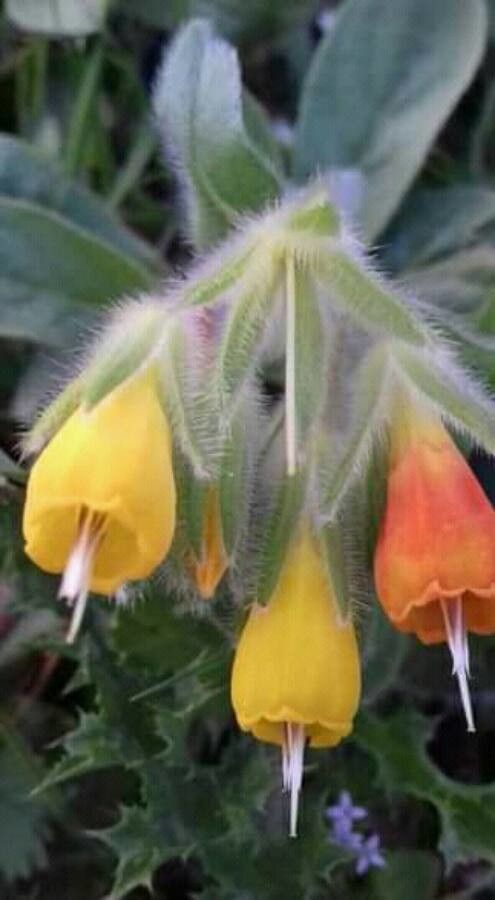 Onosma frutescens flower