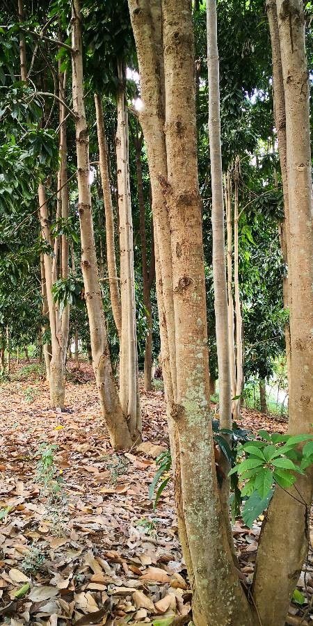 Scaphium scaphigerum habit