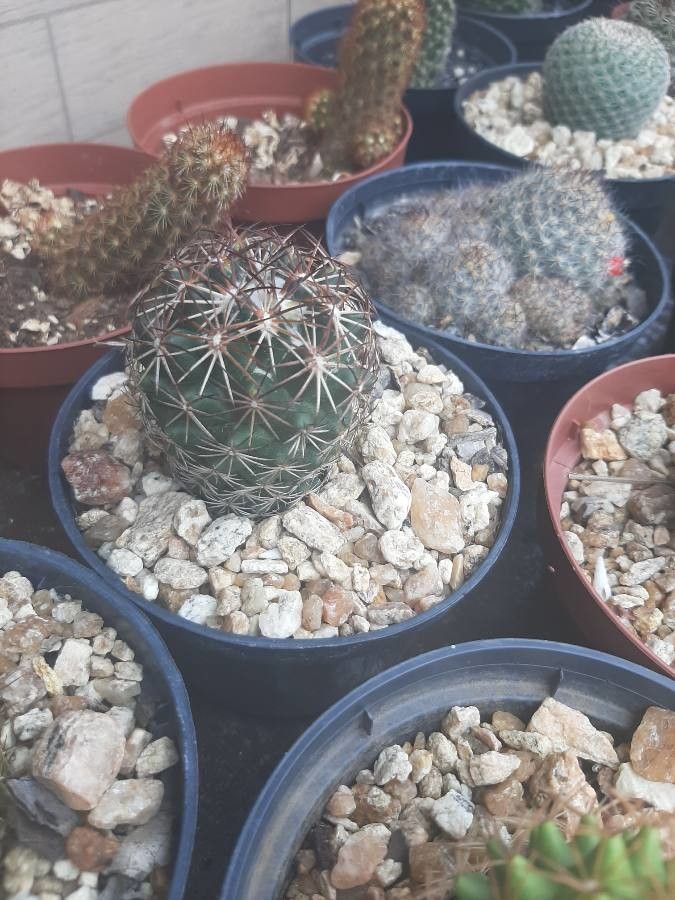 Mammillaria thornberi bark