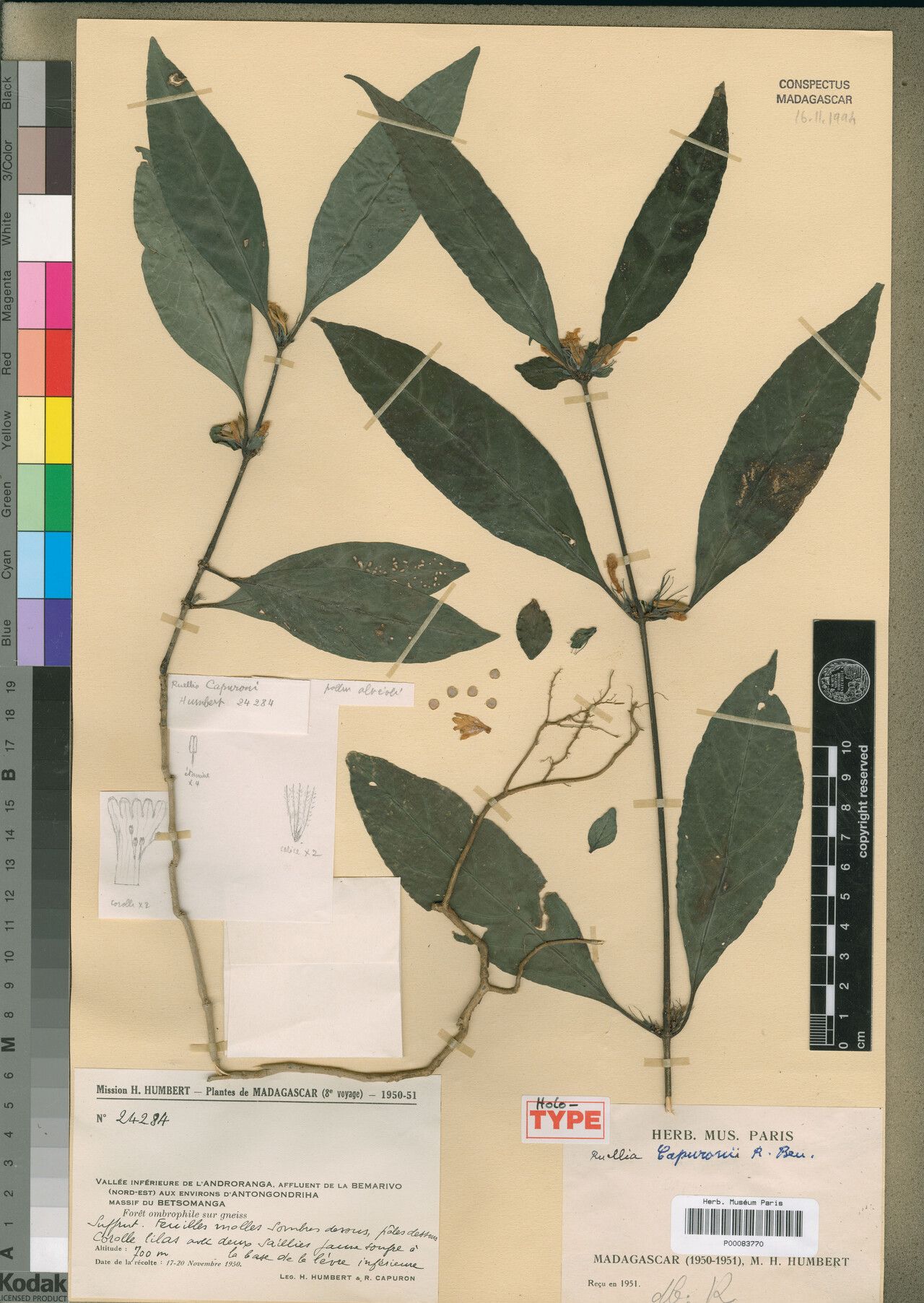 Ruellia capuronii — search result for 'Ruellia'