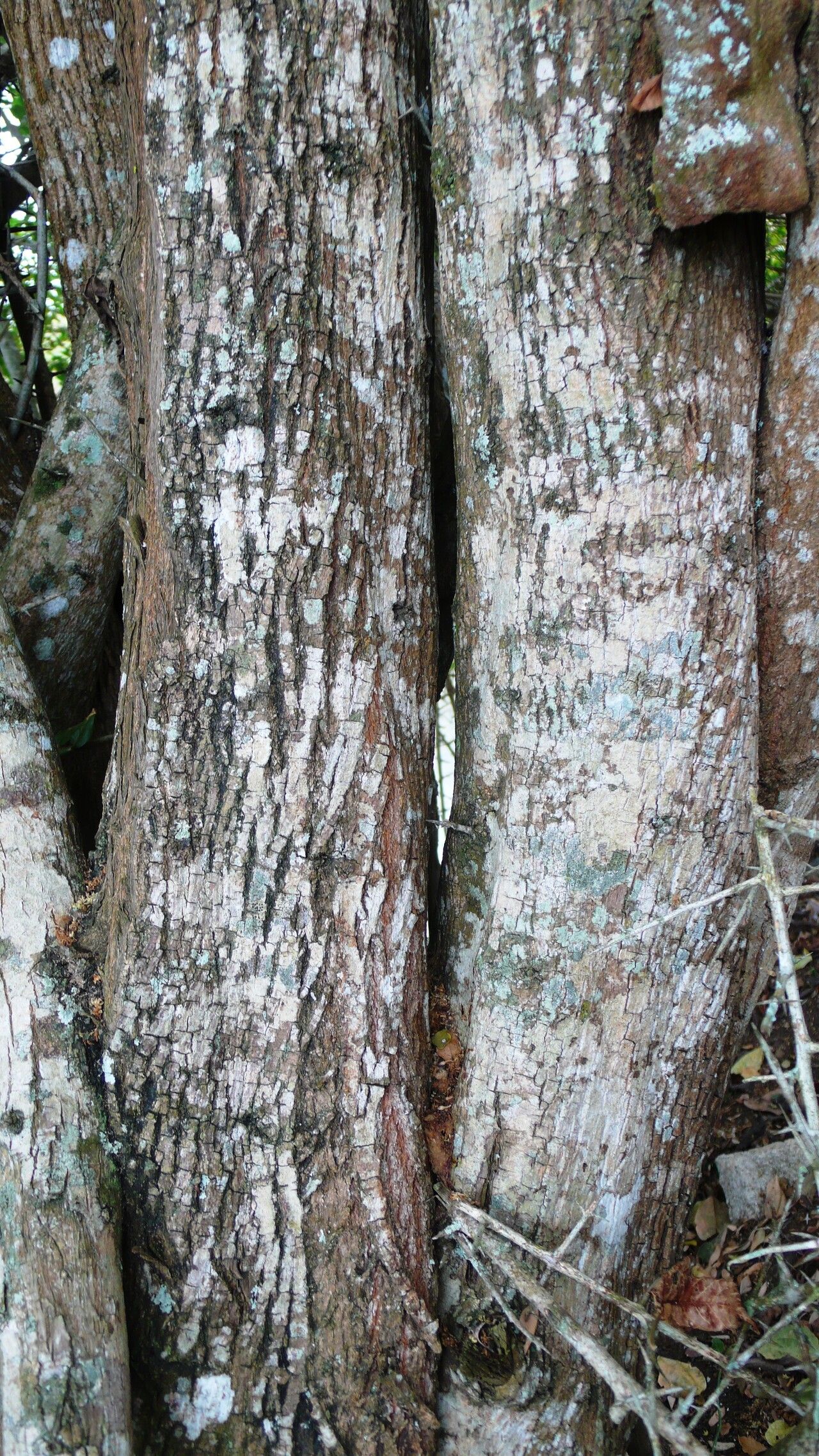 Sideroxylon obtusifolium bark