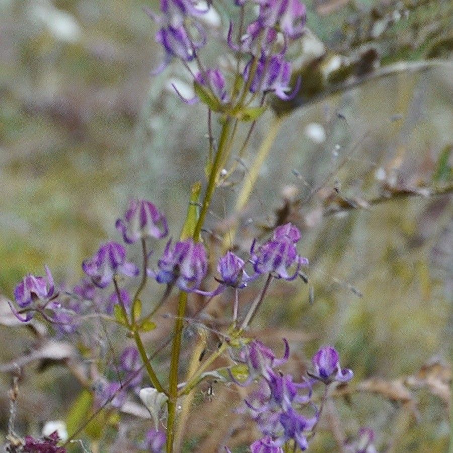 Delphinium polycladon — search result for 'Delphinium'