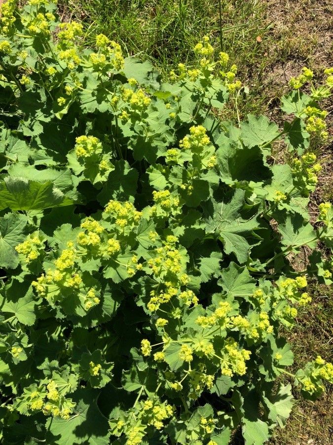 Alchemilla coriacea leaf